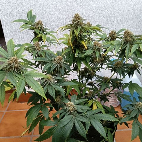 Genética desconocida growlog timeline photo