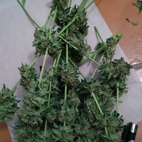 Genética desconocida growlog timeline photo