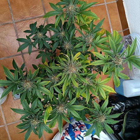 Genética desconocida growlog timeline photo