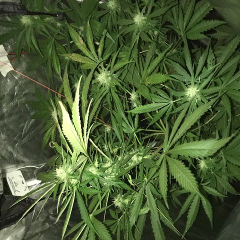 Chulita growlog timeline photo