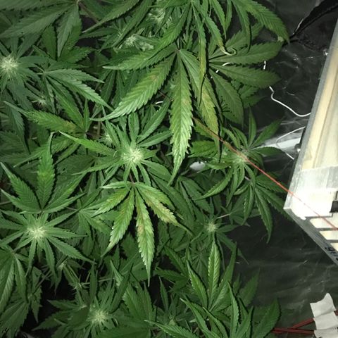 Chulita growlog timeline photo