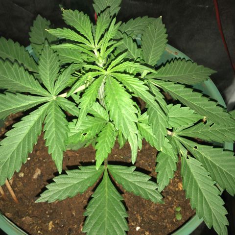 Chulita growlog timeline photo