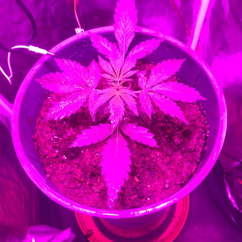 Chulita growlog timeline photo