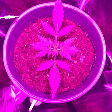 Chulita growlog timeline photo