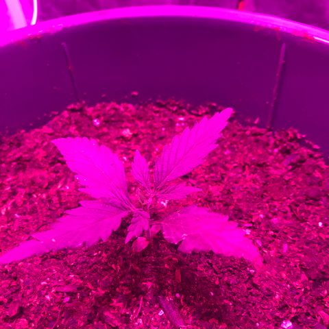 Chulita growlog timeline photo
