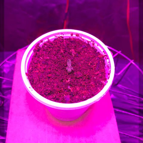 Chulita growlog timeline photo