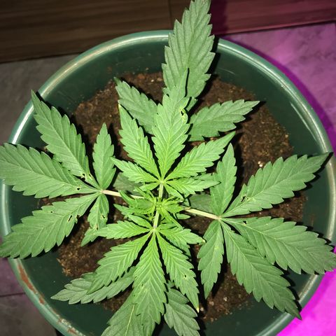 Chulita growlog timeline photo