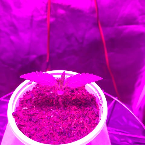 Chulita growlog timeline photo