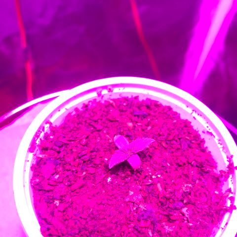 Chulita growlog timeline photo