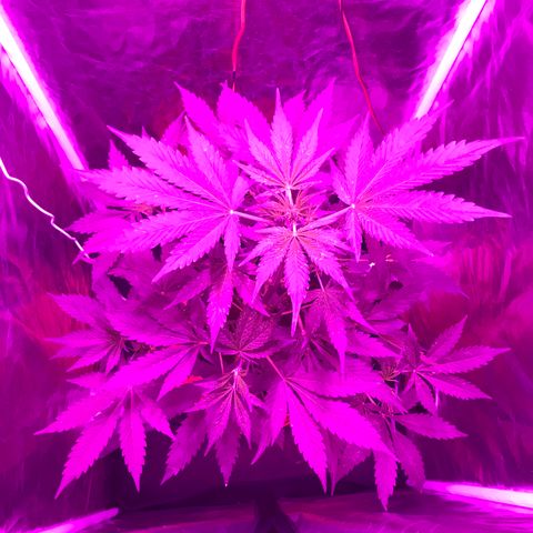 Chulita growlog timeline photo