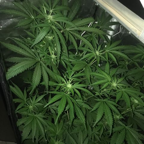 Chulita growlog timeline photo
