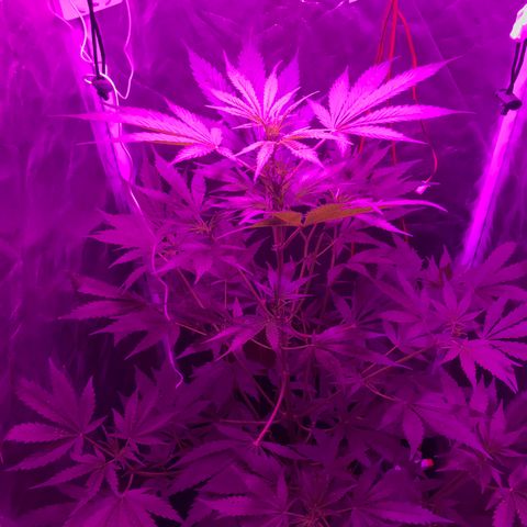 Chulita growlog timeline photo