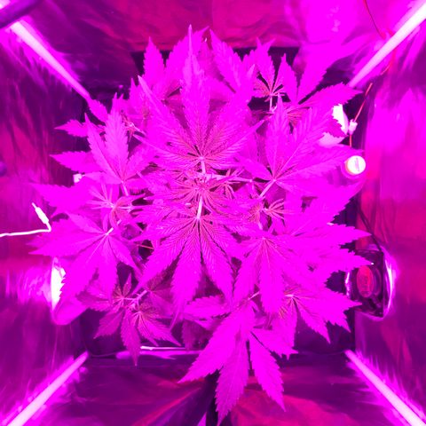 Chulita growlog timeline photo