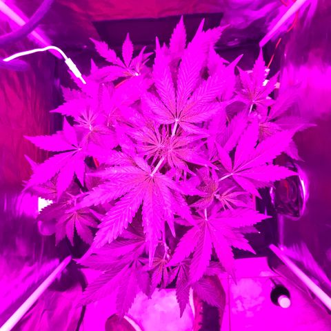 Chulita growlog timeline photo
