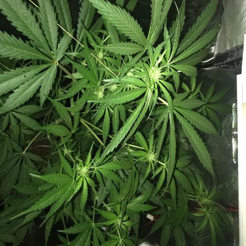 Chulita growlog timeline photo