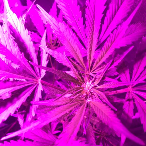 Chulita growlog timeline photo