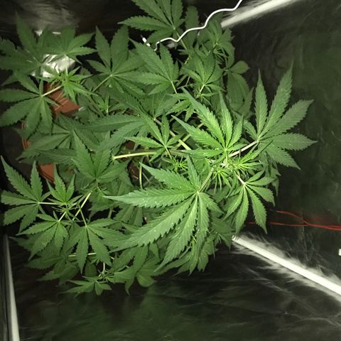Chulita growlog timeline photo