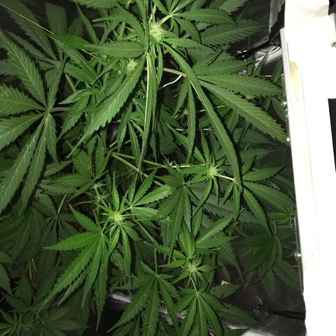 Chulita growlog timeline photo
