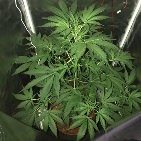 Chulita growlog timeline photo