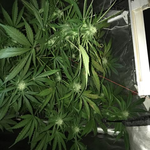 Chulita growlog timeline photo