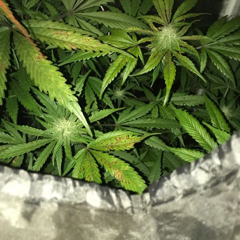 Chulita growlog timeline photo