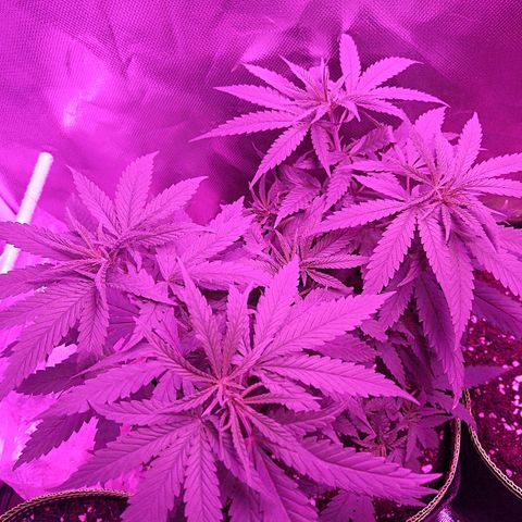 OG Killer growlog timeline photo