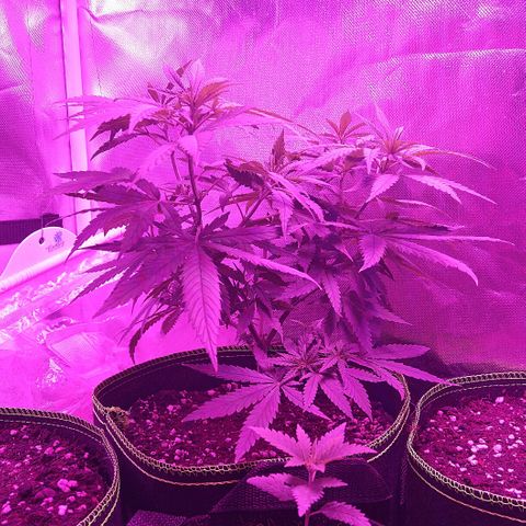 OG Killer growlog timeline photo