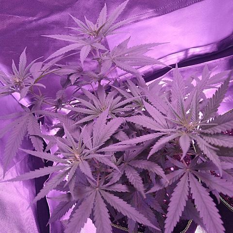 OG Killer growlog timeline photo