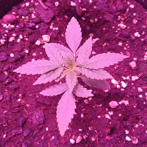 Lemon Kush growlog timeline photo