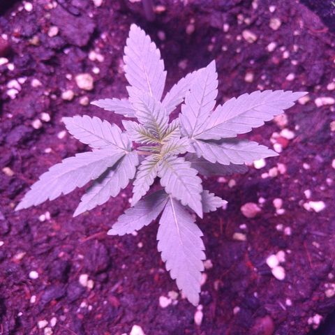 Lemon Kush growlog timeline photo