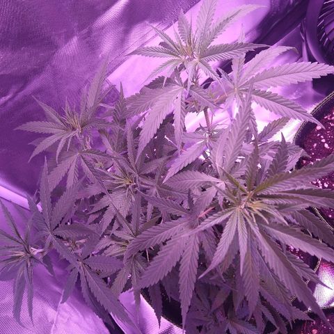 OG Killer growlog timeline photo