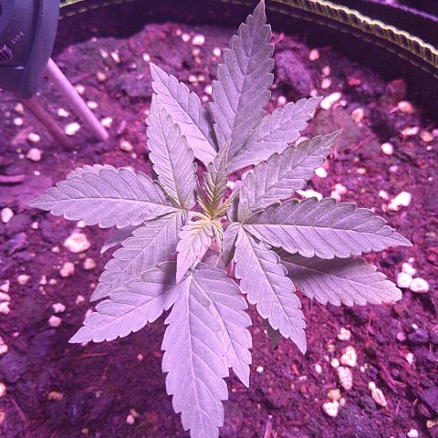 Lemon Kush growlog timeline photo