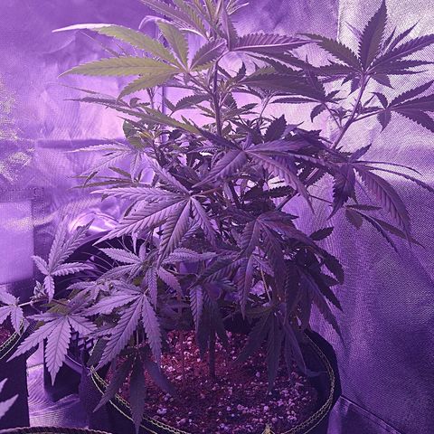 OG Killer growlog timeline photo