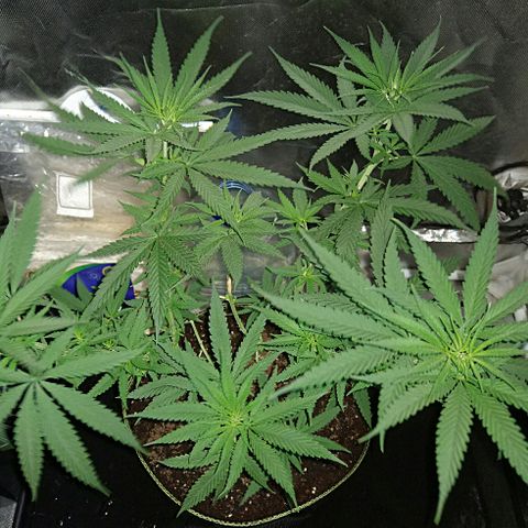OG Killer growlog timeline photo