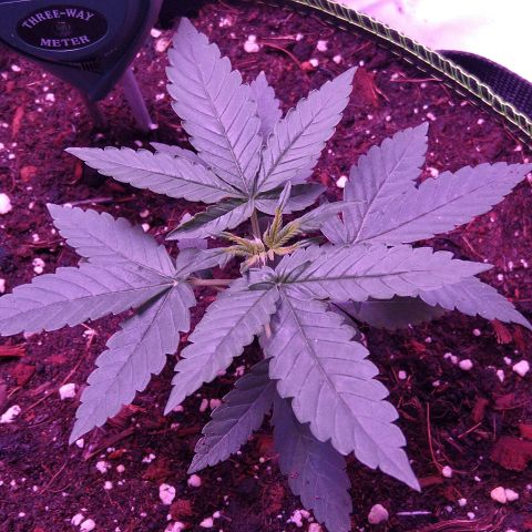 Lemon Kush growlog timeline photo