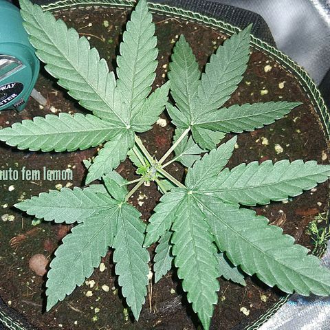 Lemon Kush growlog timeline photo