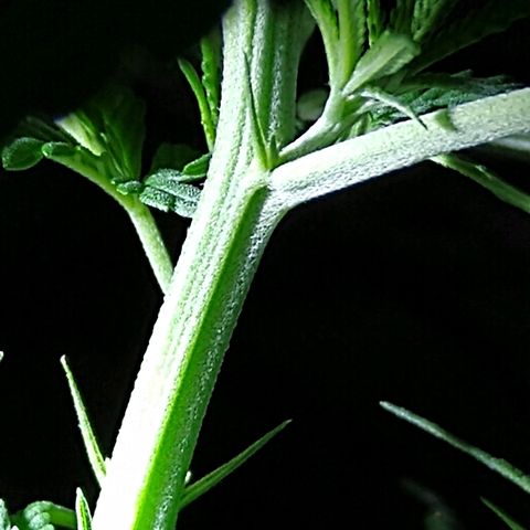 OG Killer growlog timeline photo