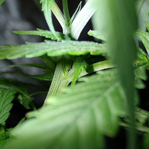 OG Killer growlog timeline photo