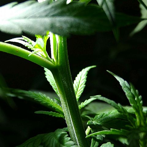 OG Killer growlog timeline photo