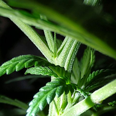 OG Killer growlog timeline photo