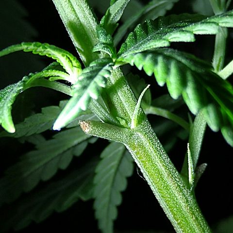 OG Killer growlog timeline photo
