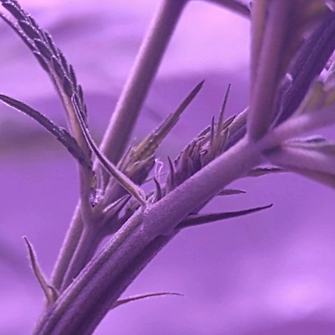 OG Killer growlog photo: First sign of pistils :) 