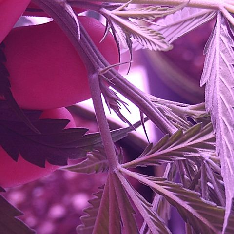OG Killer growlog photo: First sign of pistils :) 
