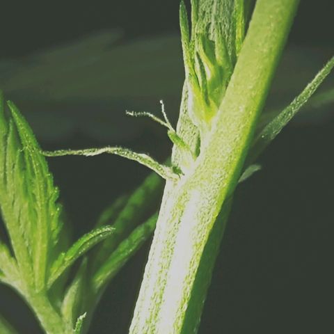 OG Killer growlog timeline photo