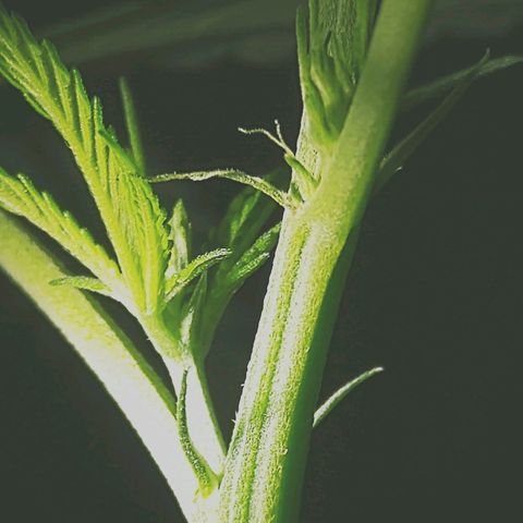 OG Killer growlog timeline photo