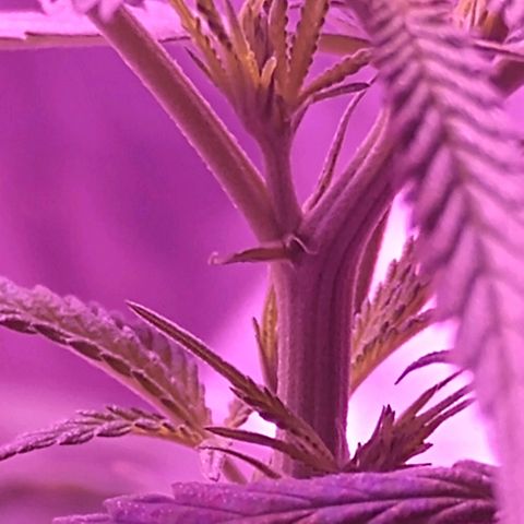 OG Killer growlog photo: 7 calyx with pistils