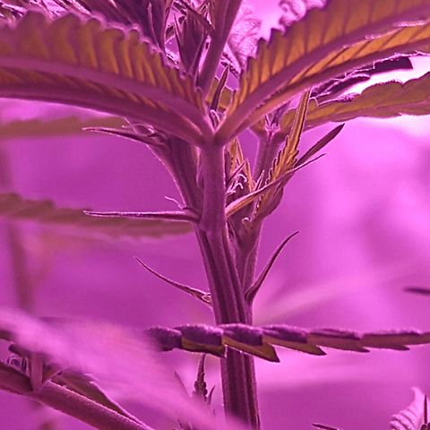 OG Killer growlog photo: 7 calyx with pistils