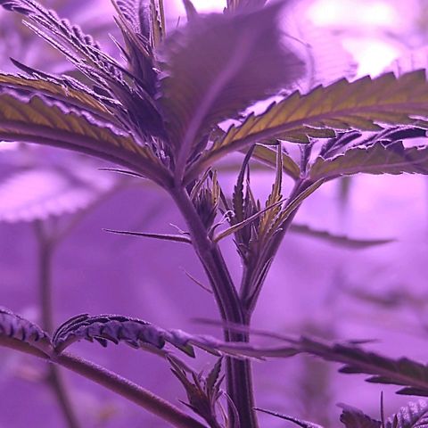 OG Killer growlog photo: 7 calyx with pistils