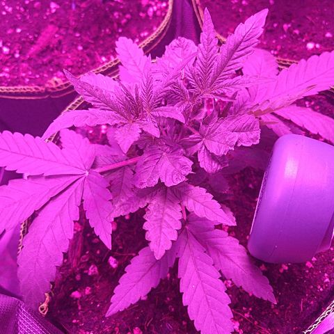 Lemon Kush growlog timeline photo