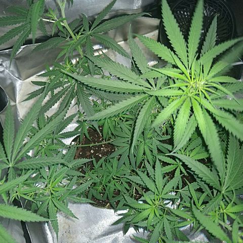 OG Killer growlog timeline photo